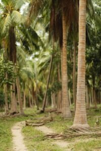 El coco: el nuevo motor agroindustrial del Caribe