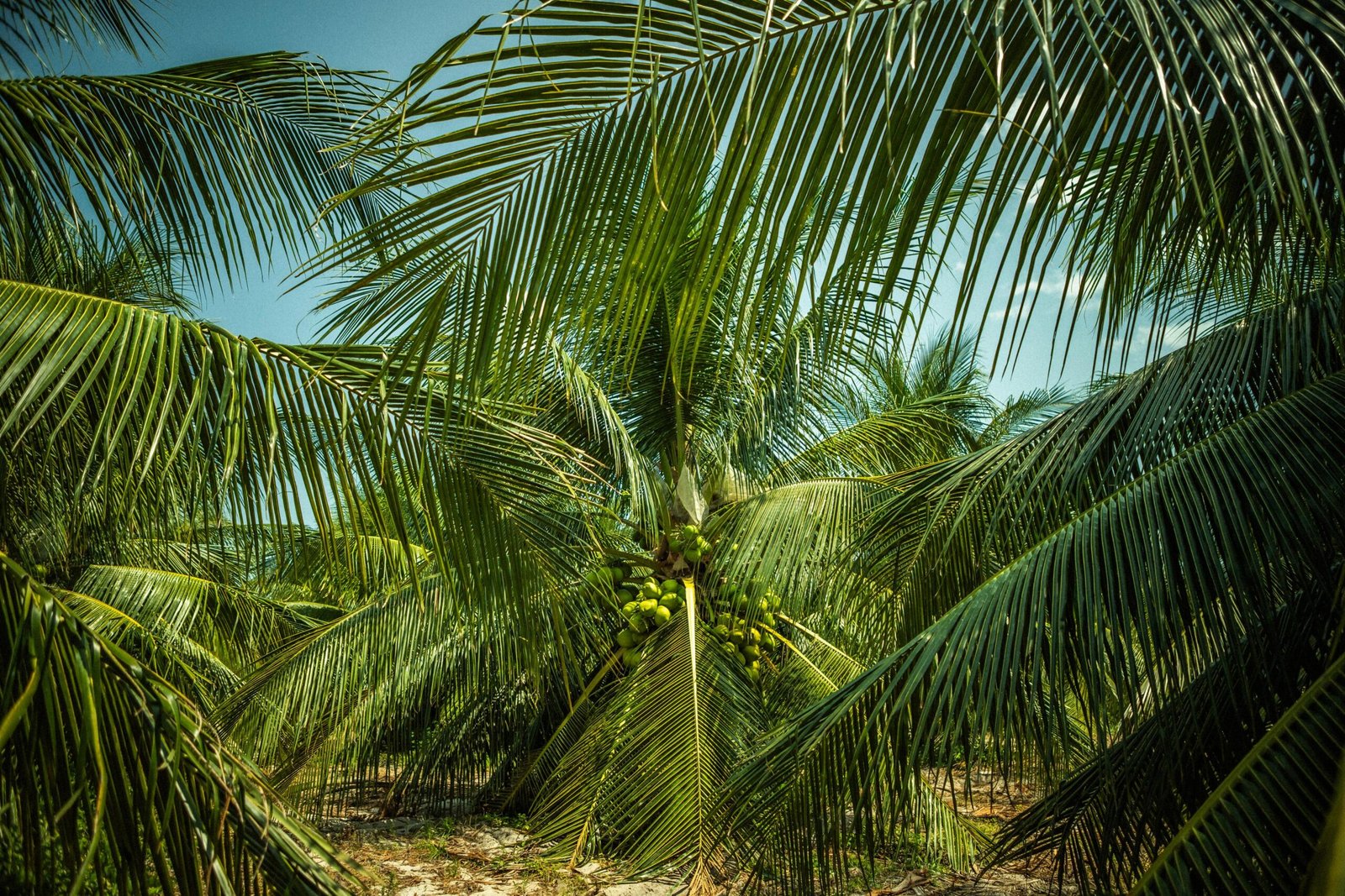 Enano Verde de Brasil de Jiquí