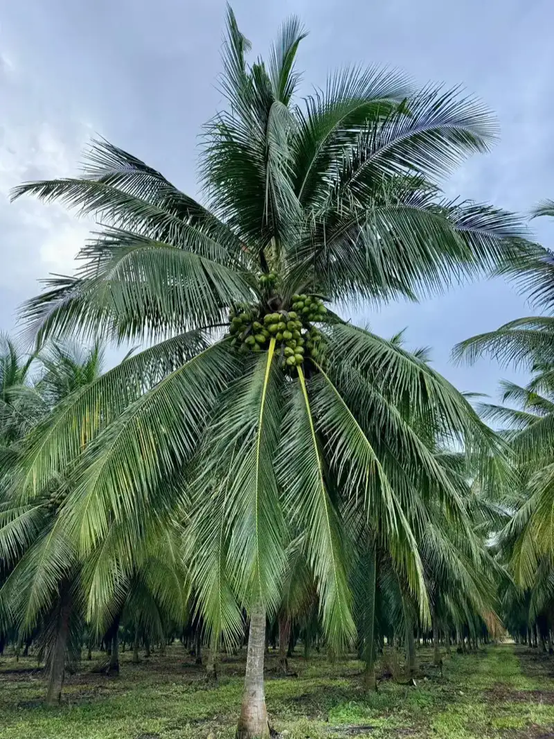 Híbrido BRS001