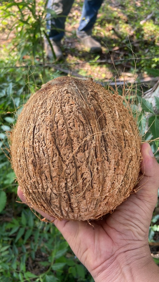 Fibra y Biomasa