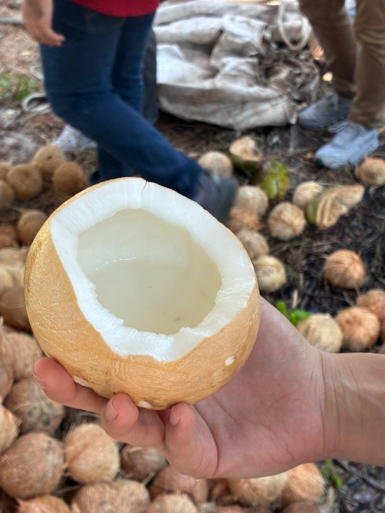 Aceite de Coco