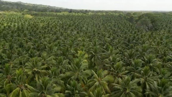 Ecosistema de Coco en el Caribe