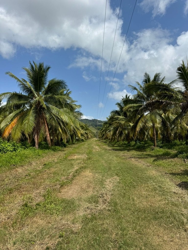 Camino en plantación de coco