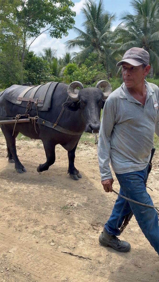 Campesino empresario, campesino propietario