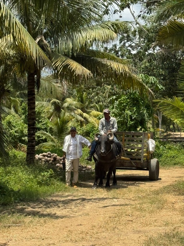 Trabajador con búfalo y carreta de coco